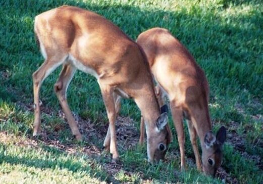 deer-pair-grazing